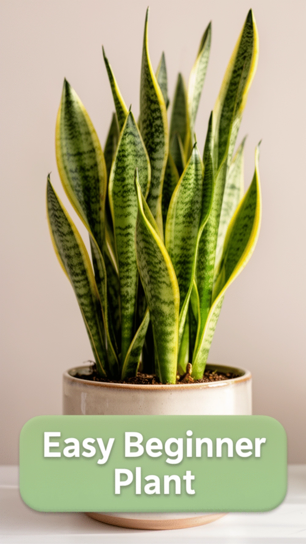 Why a Snake Plant Is the Best Bedroom Plant for a Beginner to Start With