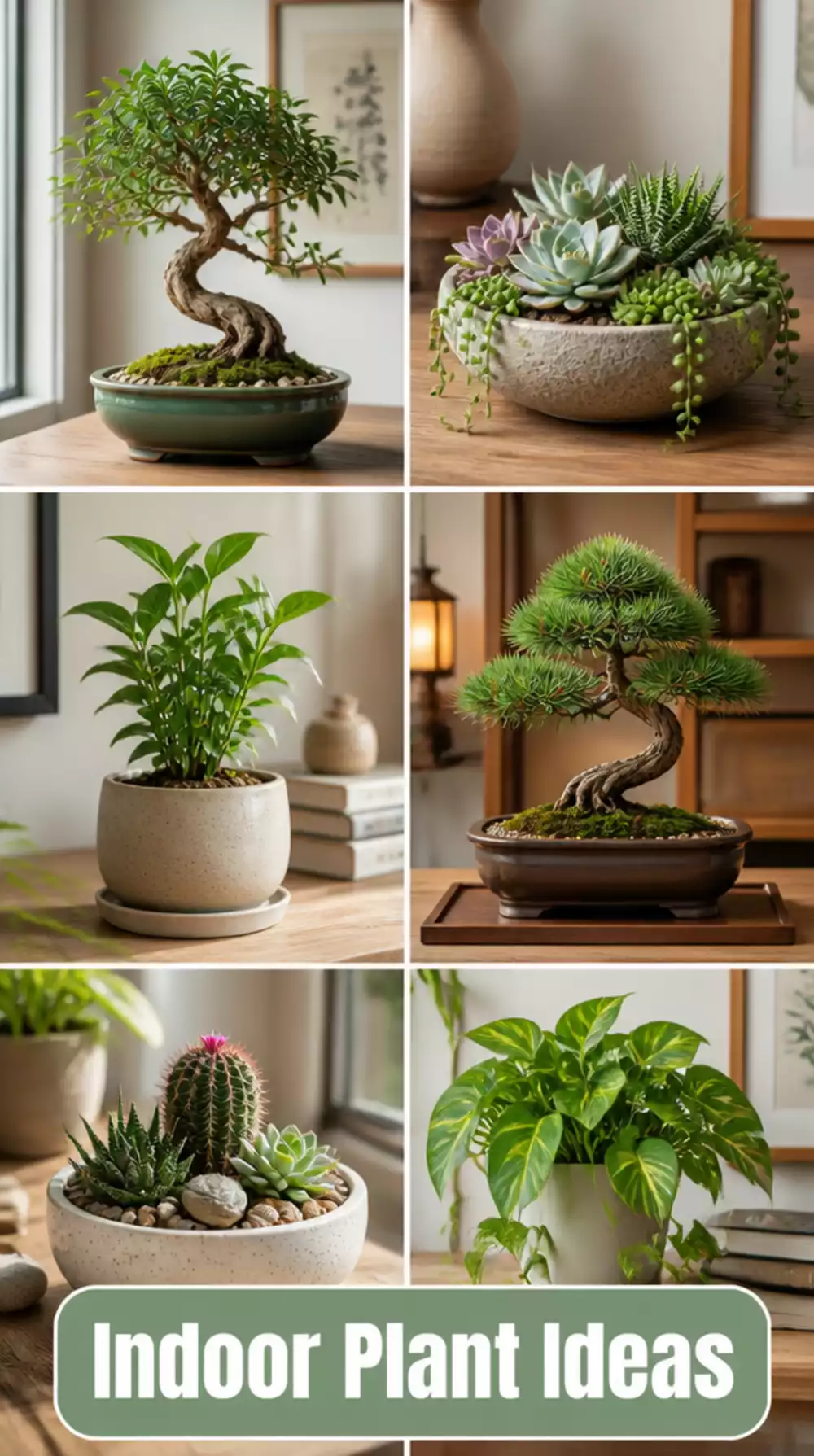 Bedroom Bonsai Tree or Small Tabletop Plant for a Quiet Natural Touch