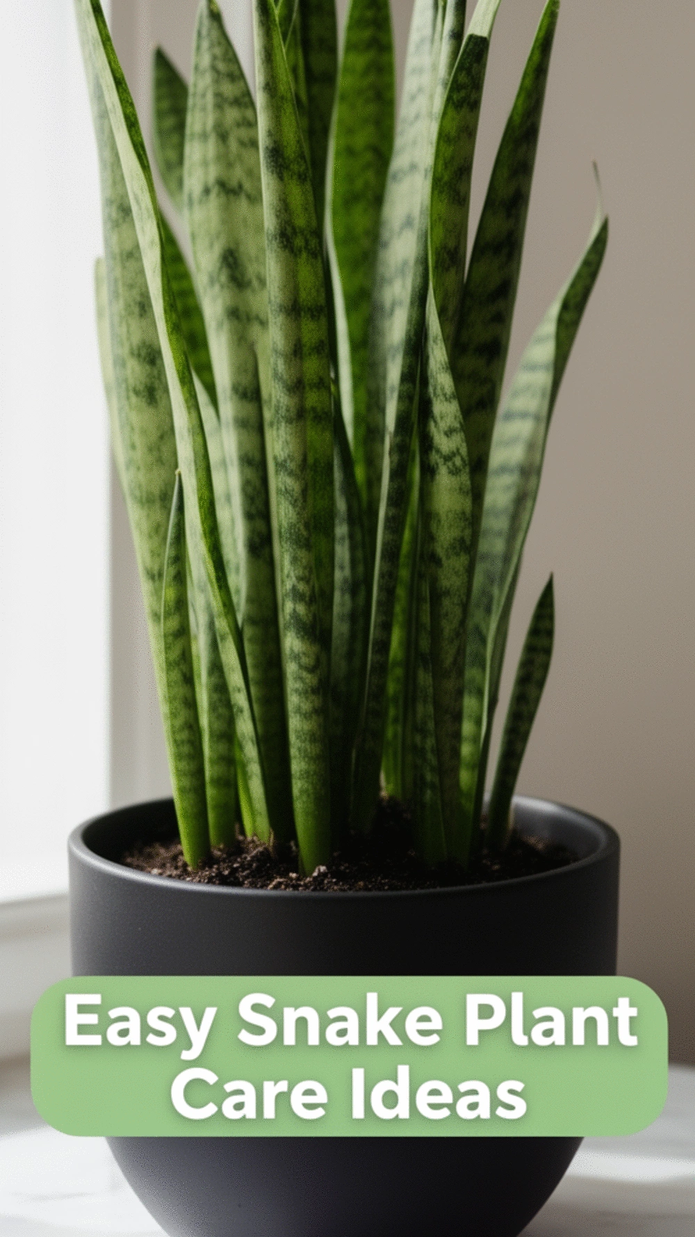 Bedroom Snake Plant in a Matte Black Pot That Survives Almost Any Light Level